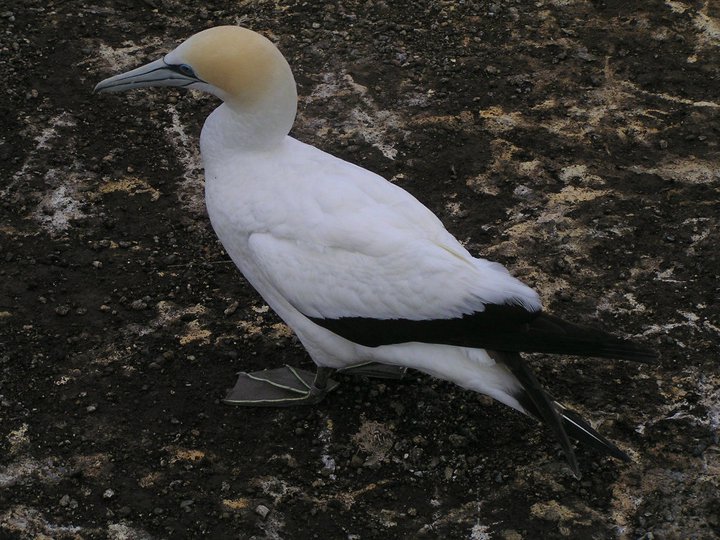 Gannet - Terej australský